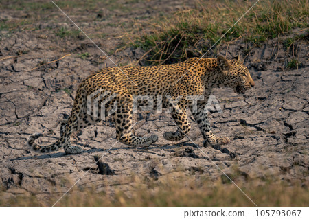 Leopard cub crosses dried-up riverbed raising foot Leopard cub crosses dried-up riverbed raising foot 105793067