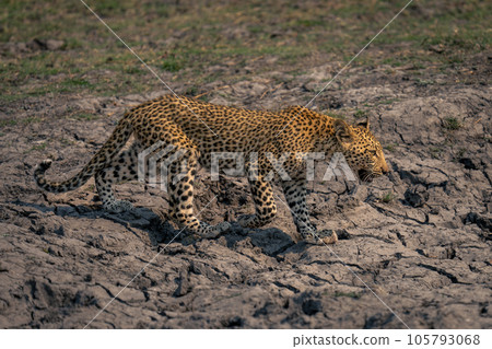 Leopard cub crosses dried-up riverbed raising paw Leopard cub crosses dried-up riverbed raising paw 105793068
