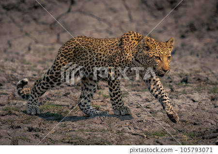 Leopard cub crosses dry riverbed in sunshine Leopard cub crosses dry riverbed in sunshine 105793071