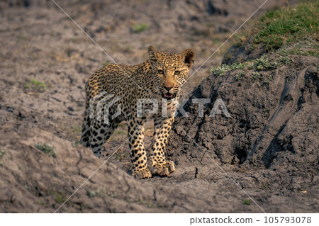Leopard cub stands between banks of mud Leopard cub stands between banks of mud 105793078