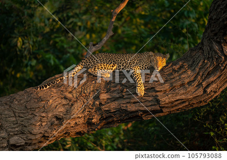 Leopard lies asleep on thick tree trunk 105793088