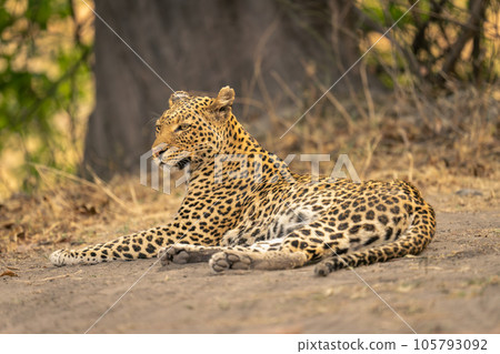 Leopard lies on bare ground turning head Leopard lies on bare ground turning head 105793092