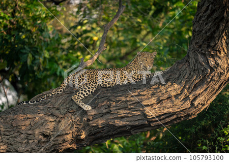 Leopard lies on horizontal branch staring down 105793100