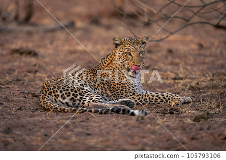 Leopard lies on sandy ground licking lip 105793106
