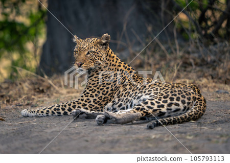 Leopard lies on sandy ground near tree Leopard lies on sandy ground near tree 105793113