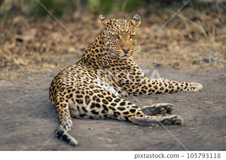 Leopard lies on sandy ground turning head Leopard lies on sandy ground turning head 105793118