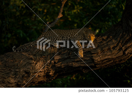 Leopard lies on thick trunk looking down Leopard lies on thick trunk looking down 105793125