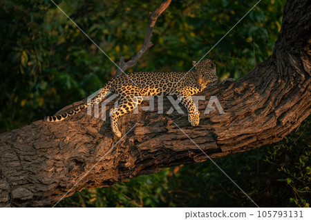 Leopard lies on tree trunk looking down Leopard lies on tree trunk looking down 105793131
