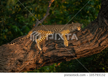 Leopard lies resting head on tree trunk 105793132