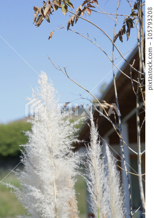 Blue sky and Pampasgrass Blue sky and Pampasgrass 105793208