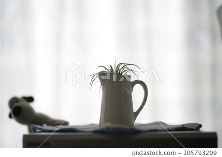 air plants by the window 105793209
