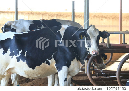 Dairy cow ranch dairy farm 105793460