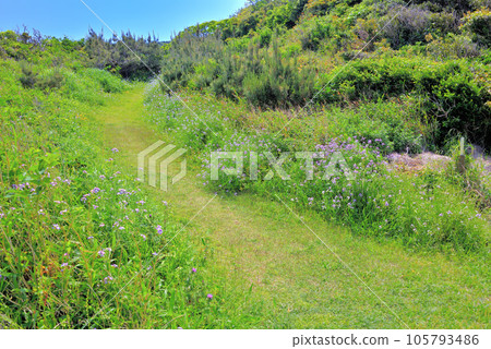 伊豆半島、南伊豆、津木崎、四季鮮花盛開的散步道、靜岡縣下田市 105793486
