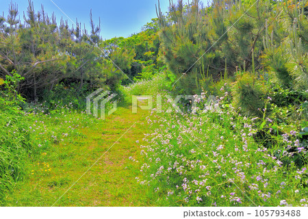 Izu Peninsula, Minamiizu, Tsumekizaki, Promenade where you can enjoy flowers and tropical coastal walks throughout the four seasons, Shimoda City, Shizuoka Prefecture (4) 105793488