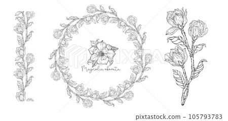 White magnolia. Vector illustration. Botanical illustration. 105793783