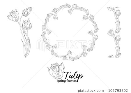 graphic floral arrangements with Tulip flowers. Spring flowers. 105793802