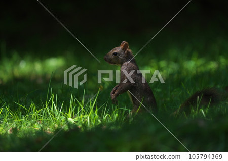 我在草原遇見的蝦夷松鼠 105794369
