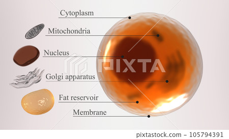 Adipose cell structure. 3d model of a white fat cell with a nucleus, mitochondria, Golgi apparatus, cytoplasm, membrane, and fat reservoir. Infographic 3d rendered illustration 105794391