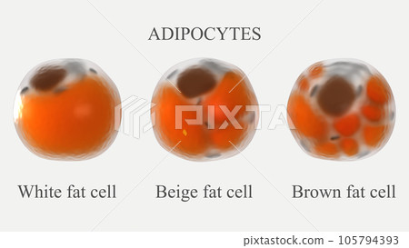Adipocytes types 3d rendered illustration. Comparison of structural differences of white beige and brown types of human fat cells. Adipocytes types 3d rendered illustration. Comparison of structural differences of white beige and brown types of human fat cells. 105794393