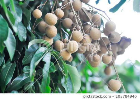 longan, thai fruit or Dimocarpus longan or longan seed longan, thai fruit or Dimocarpus longan or longan seed 105794940