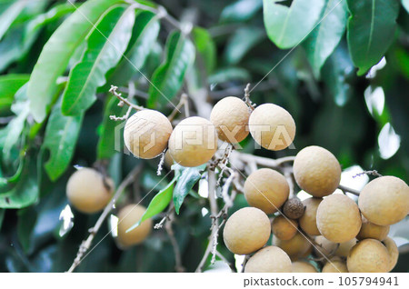 longan, thai fruit or Dimocarpus longan or longan seed longan, thai fruit or Dimocarpus longan or longan seed 105794941
