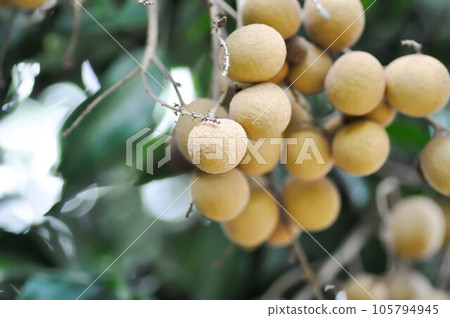 longan, thai fruit or Dimocarpus longan or longan seed longan, thai fruit or Dimocarpus longan or longan seed 105794945