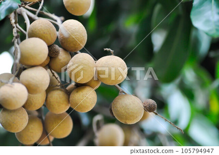 longan, thai fruit or Dimocarpus longan or longan seed longan, thai fruit or Dimocarpus longan or longan seed 105794947