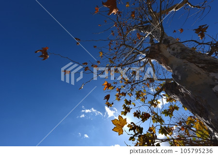 Platanus tree (Suzukake tree) 105795236