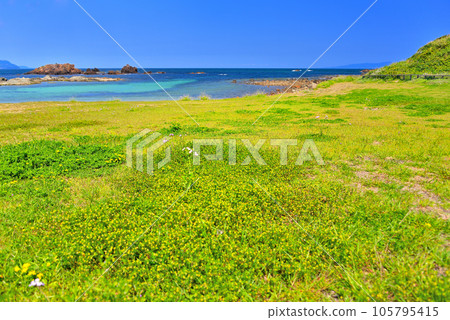 伊豆半島、南伊豆、妻木崎、池之團海灘，綠樹成蔭，鮮花盛開，充滿熱帶情調的海灘，靜岡縣下田市 (6) 105795415