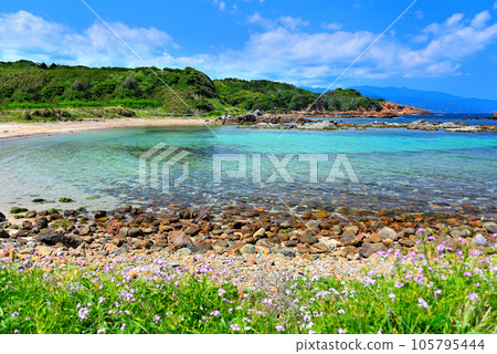 Izu Peninsula, Minamiizu, Tsumekizaki, View of beautiful Ikenodan Beach with flowers, greenery and clear sea Shimoda City, Shizuoka Prefecture (3) 105795444