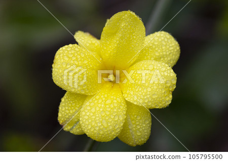 Primrose Jasmine or Jasminum mesnyi, bright yellow flowers, close up. Japanese or Chinese jasmines is woody vine, deciduous shrub, evergreen Primrose Jasmine or Jasminum mesnyi, bright yellow flowers, close up. Japanese or Chinese jasmines is woody vine, deciduous shrub, evergreen 105795500