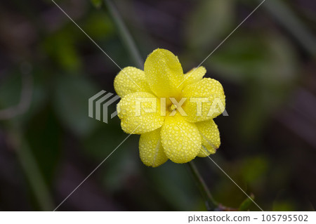 Primrose Jasmine or Jasminum mesnyi, bright yellow flowers, close up. Japanese or Chinese jasmines is woody vine, deciduous shrub, evergreen Primrose Jasmine or Jasminum mesnyi, bright yellow flowers, close up. Japanese or Chinese jasmines is woody vine, deciduous shrub, evergreen 105795502