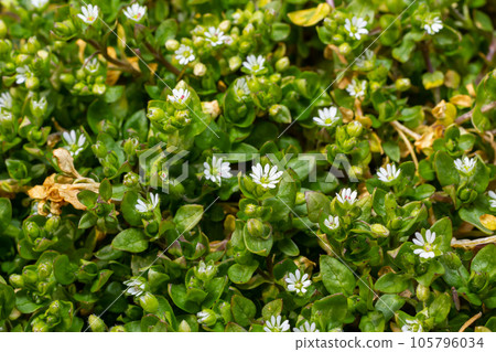 In the spring, Stellaria media grows in the wild. A herbaceous plant that often grows in gardens as a weed. Small white flowers on fleshy green stems In the spring, Stellaria media grows in the wild. A herbaceous plant that often grows in gardens as a weed. Small white flowers on fleshy green stems 105796034