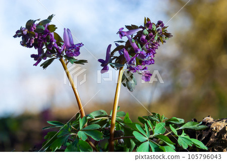 Corydalis. Corydalis solida. Violet flower forest blooming in spring. The first spring flower, purple. Wild corydalis in nature Corydalis. Corydalis solida. Violet flower forest blooming in spring. The first spring flower, purple. Wild corydalis in nature 105796043