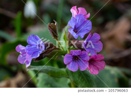 Pulmonaria, lungwort flowers of different shades of violet in one inflorescence. Honey plant of Ukraine. The first spring flowers. Pulmonaria officinalis. Pulmonaria officinalis bloom Pulmonaria, lungwort flowers of different shades of violet in one inflorescence. Honey plant of Ukraine. The first spring flowers. Pulmonaria officinalis. Pulmonaria officinalis bloom 105796063