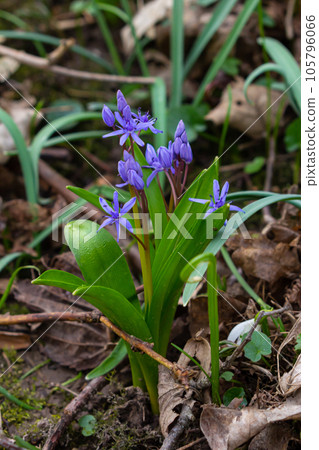 Scilla bifolia, the alpine squill or two-leaf squill, is a herbaceous perennial plant of the family Asparagaceae. Art photo of the early flowering plant Scilla bifolia, the alpine squill 105796066