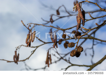 Small branch of black alder Alnus glutinosa with male catkins and female red flowers. Blooming alder in spring beautiful natural background with clear earrings and blurred background 105796088