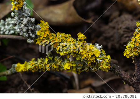 Xanthoria parietina common orange lichen, yellow scale, maritime sunburst lichen and shore lichen on the bark of tree branch. Thin dry branch with orange lichen, close-up, on blurred background 105796091