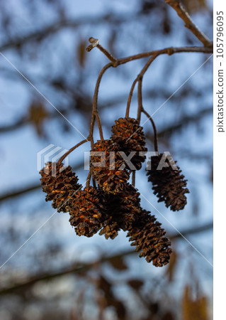 Small branch of black alder Alnus glutinosa with male catkins and female red flowers. Blooming alder in spring beautiful natural background with clear earrings and blurred background 105796095