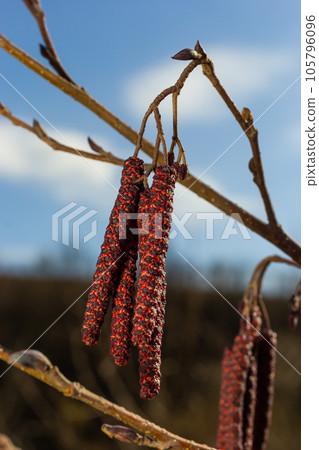 Small branch of black alder Alnus glutinosa with male catkins and female red flowers. Blooming alder in spring beautiful natural background with clear earrings and blurred background 105796096