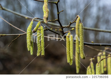 Common hazel Corylus avellana, in the spring blooms in the forest 105796098