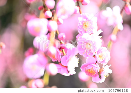 Plum blossoms telling the arrival of spring 105796118