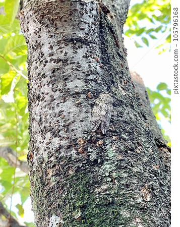 棲息在樹幹上的尼尼蟬的特寫 棲息在樹幹上的尼尼蟬的特寫 105796168