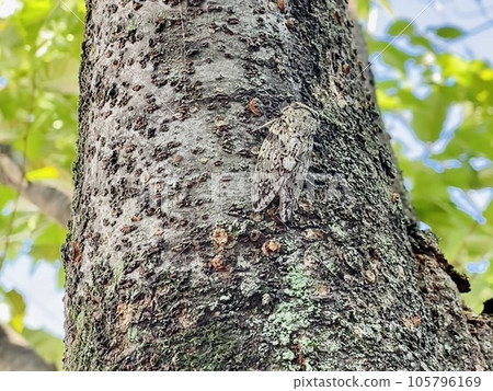 A close-up of a niinii cicada perched on a tree trunk A close-up of a niinii cicada perched on a tree trunk 105796169