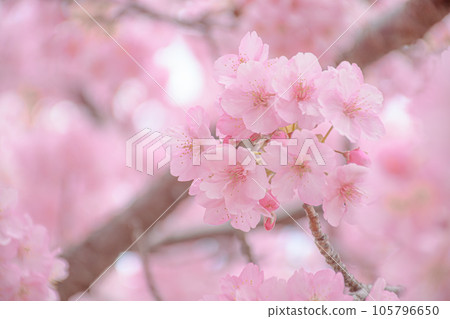 櫻花色 105796650