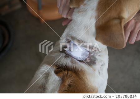 adhesive bandage on dog's neck adhesive bandage on dog's neck 105796834