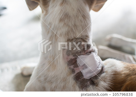 Dog hotsell neck bandage