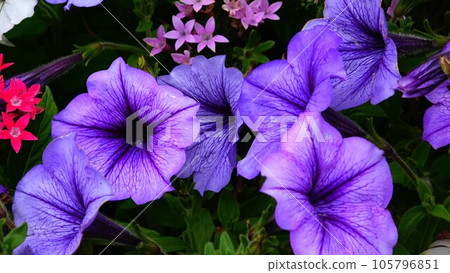 Petunia with purple flowers Petunia with purple flowers 105796851