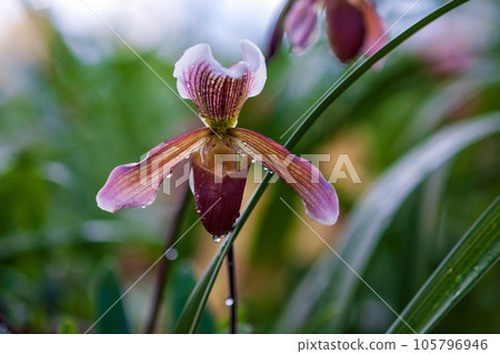 Lady Slipper orchid flower (Paphiopedilum ) or Venus slipper, closeup 105796946