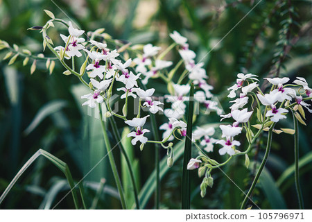 Calanthe vestita orchid flowering in botanical garden Calanthe vestita orchid flowering in botanical garden 105796971